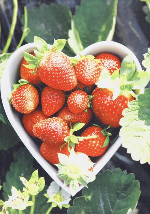 KITCHEN TOWEL DIGITAL PRINT product