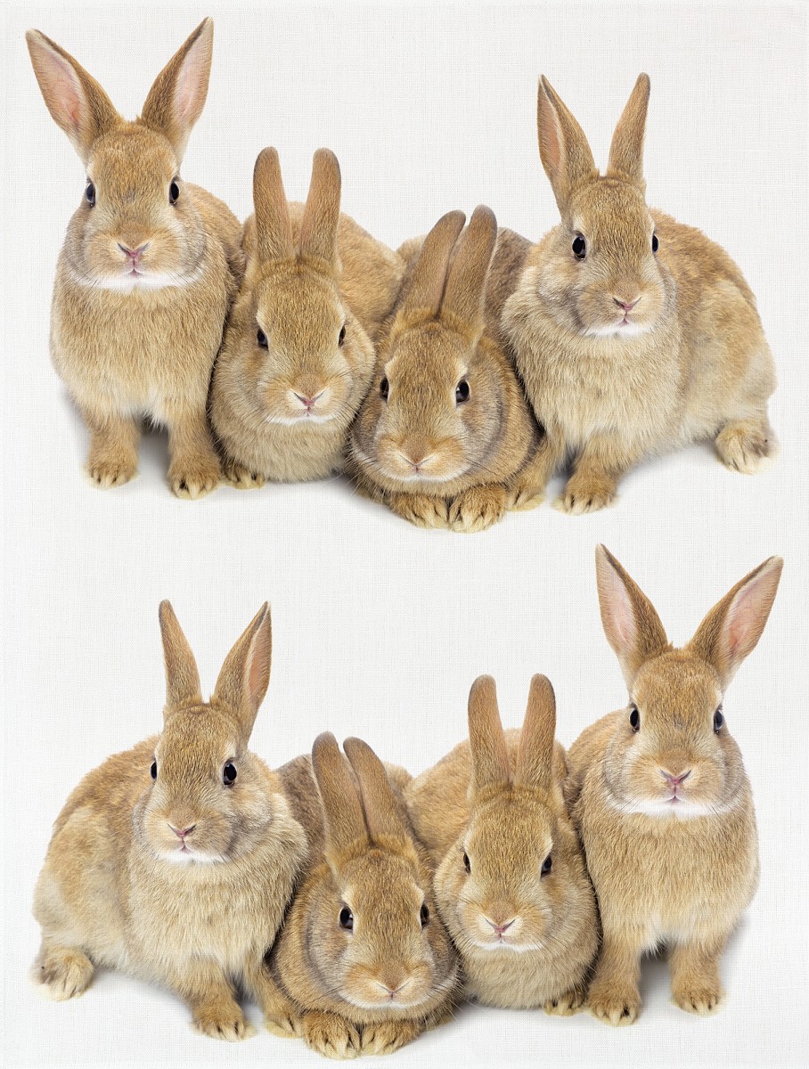 255-651_2222 KITCHEN TOWEL DIGITAL PRINT 50*70CM HASEN - Image 1